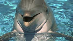 डॉल्फिन की तेज स्मरणशक्ति