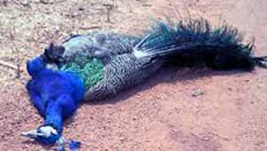 मोर का शिकार