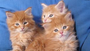 बिल्ली-पालतू जानवर