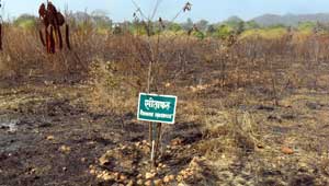 रतनपुर जंगल में आग