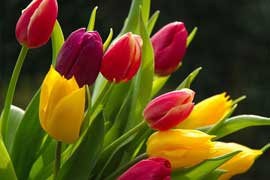 tulips