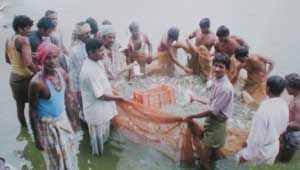 मछली पालन