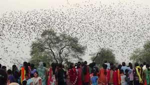 रोजी स्टर्लिग