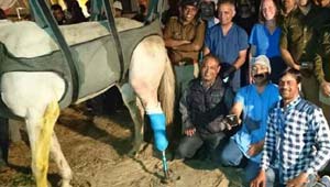 'शक्तिमान'-घोड़ा
