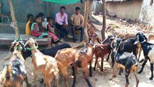 कुंवर बाई