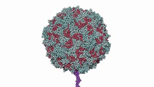 पोलियो वायरस