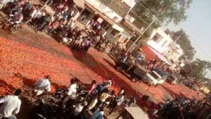 टमाटर