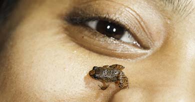 'मिनियेचर मेढक'