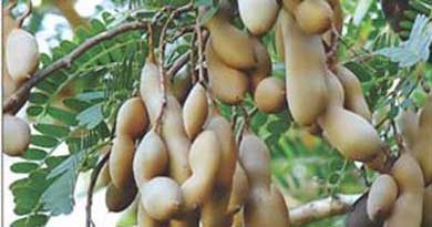 निर्यात