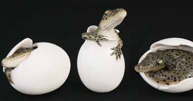 Crocodylus palustris