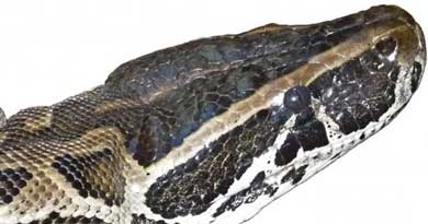 इंडोनेशिया