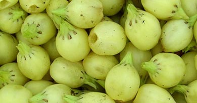 महुआ पर रोक बैन