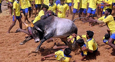 जल्लीकट्टू