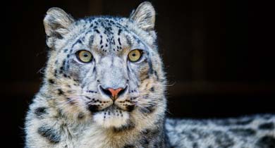 हिम तेंदुआ को बचाना जरुरी