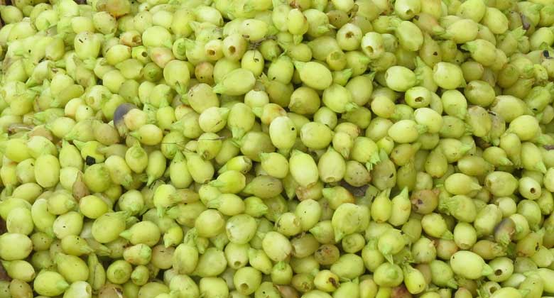 महुआ और आदिवासी