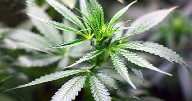 गांजा भांग