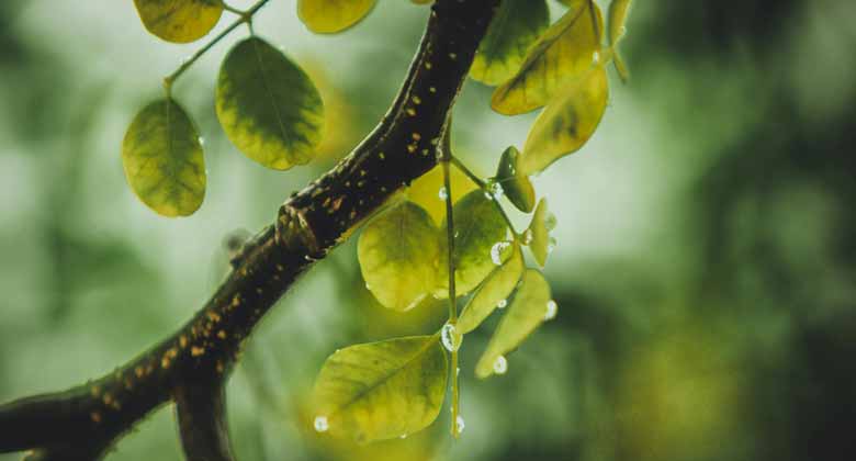 rain
