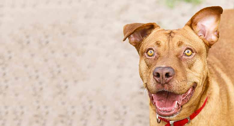 छत्तीसगढ़ में कुत्ते