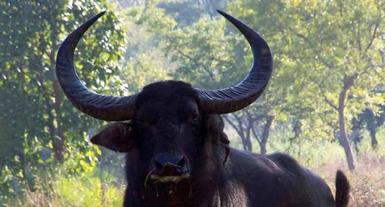 वन भैंसा