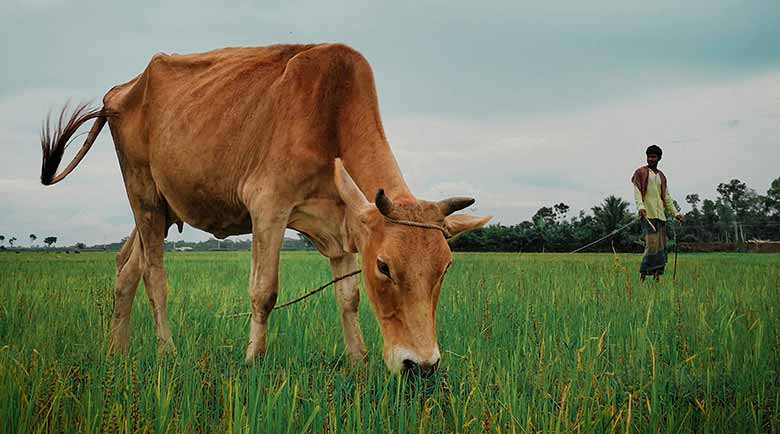गाय