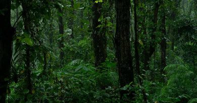 rain in forest of chhattisgarh