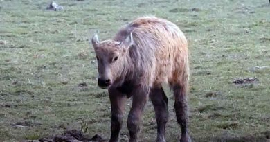 वनभैंसा